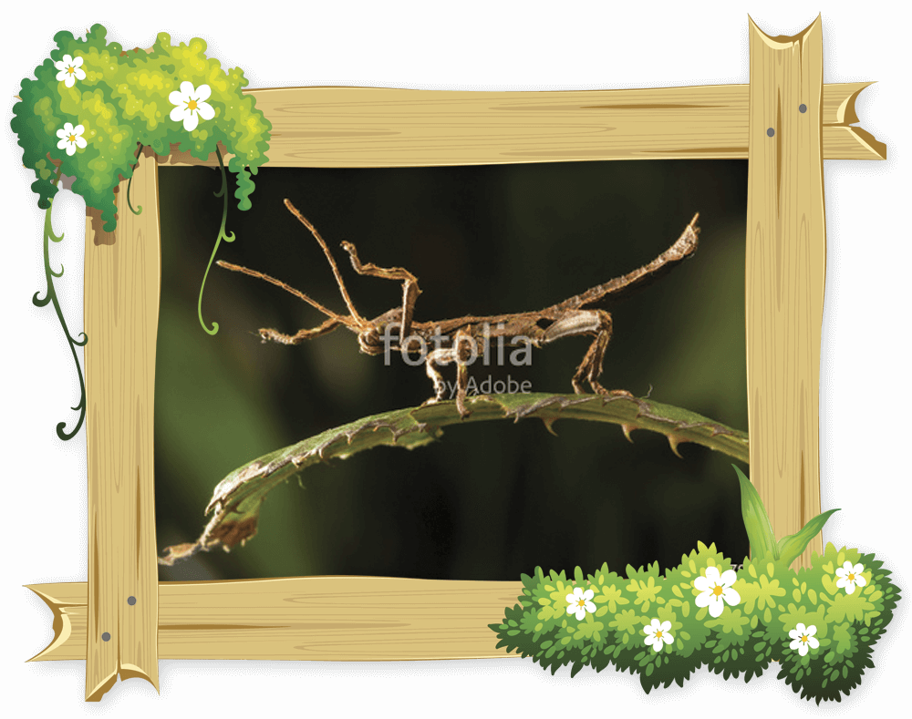 wooden_frame_stickinsect Little Owl Farm Park