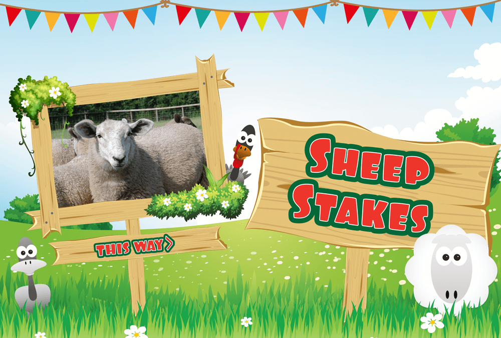 Little Owl Farm Sheepstakes!
