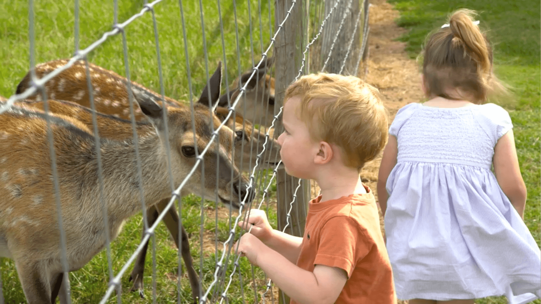 Home Little Owl Explore & Tour Little Owl Farm Park