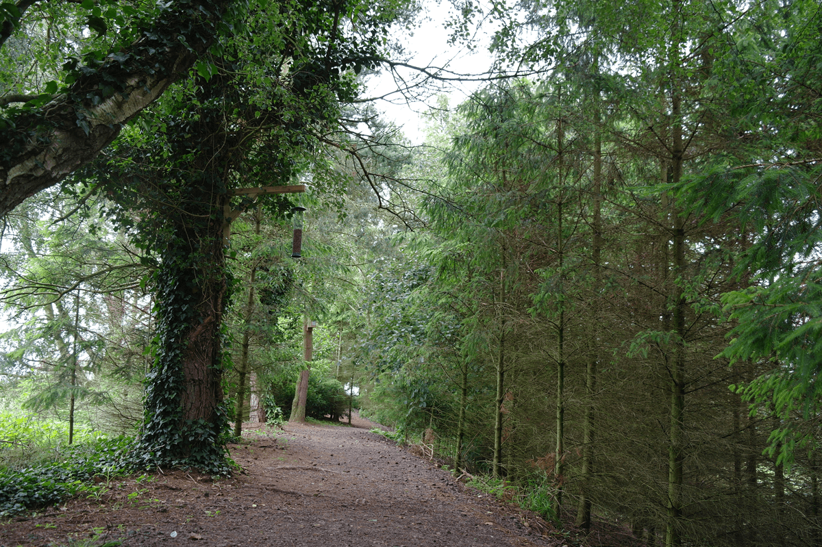 forest Little Owl Farm Park