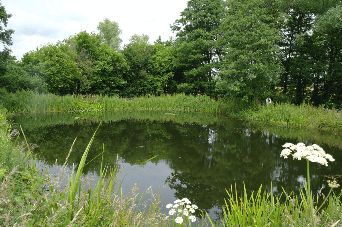 pond Little Owl Farm Park