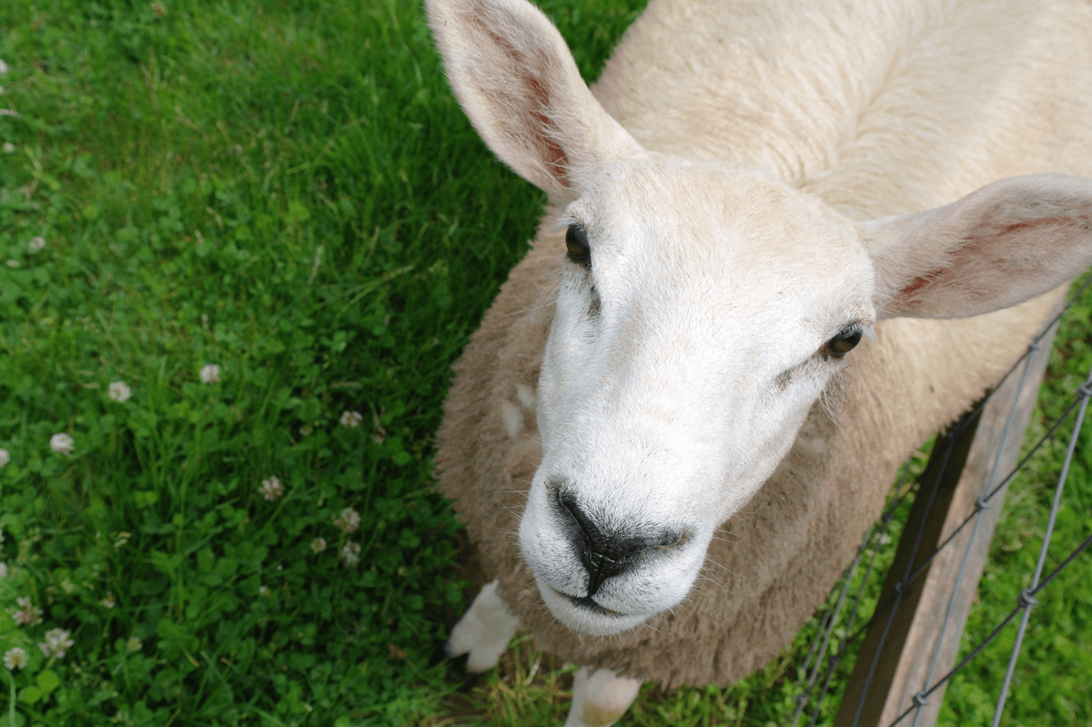 Home Little Owl Farm Park
