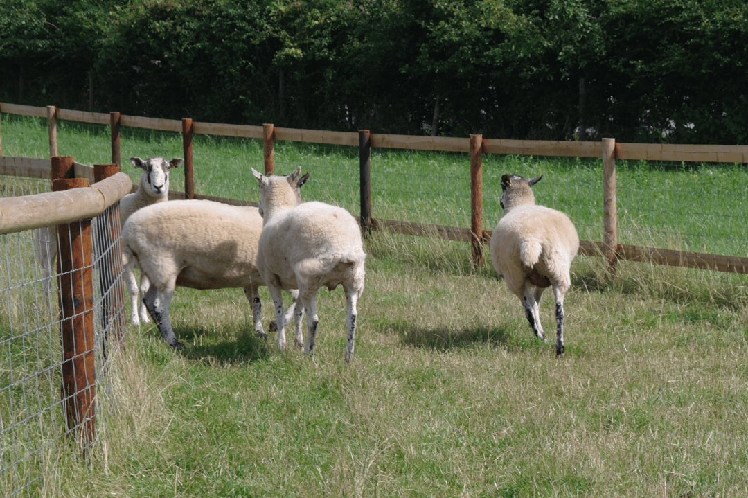 Activities Little Owl Farm Park