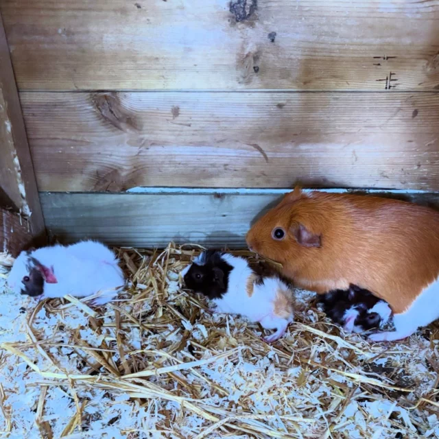 NEW ARRIVALS - BABY GUINEA PIGS 🐹
This week we finally welcomed some baby Guinea pigs to the farm & aren’t they just adorable 😍
#littleowlfarmpark #farmpark #cutenessoverload #guineapigs #daysoutwiththekids #visitworcestershire