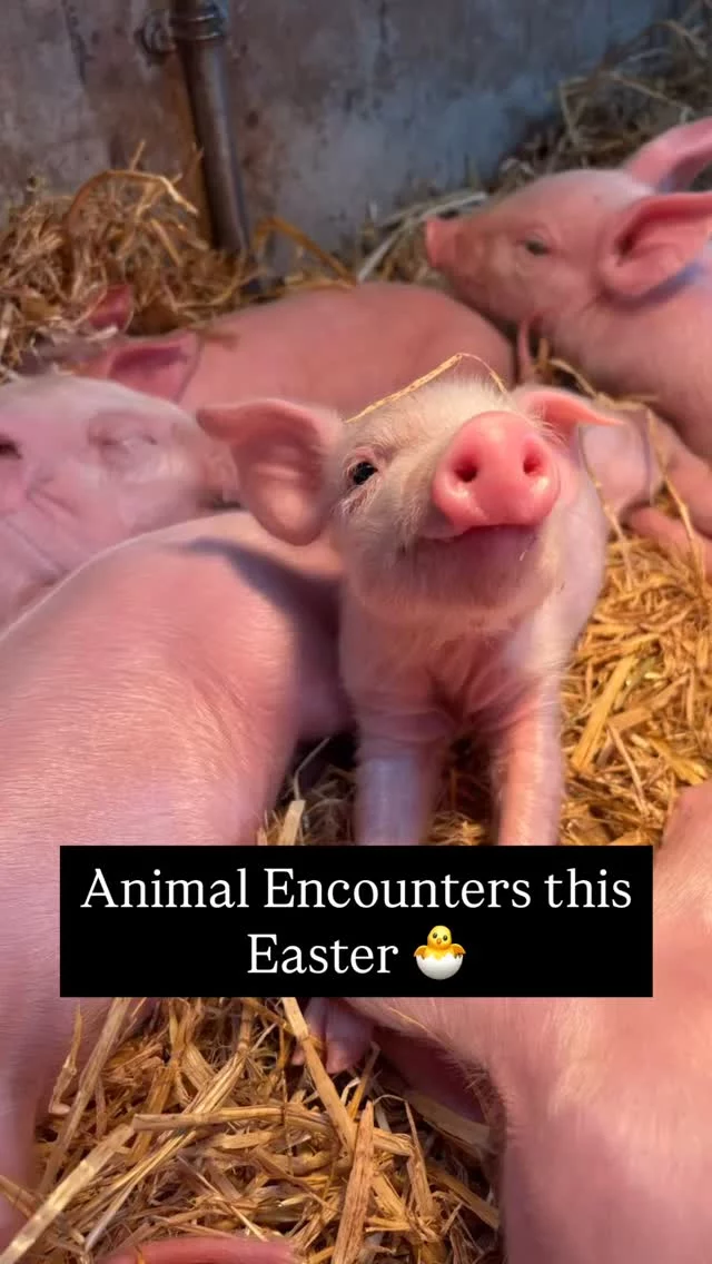 The Easter Holidays are in full swing, & here’s some of the animal activities you can look forward to over the next two weeks 🐣 
#littleowlfarmpark #farmpark #Easter #makingmemories #daysoutwiththekids #allweatherattraction #visitworcestershire
