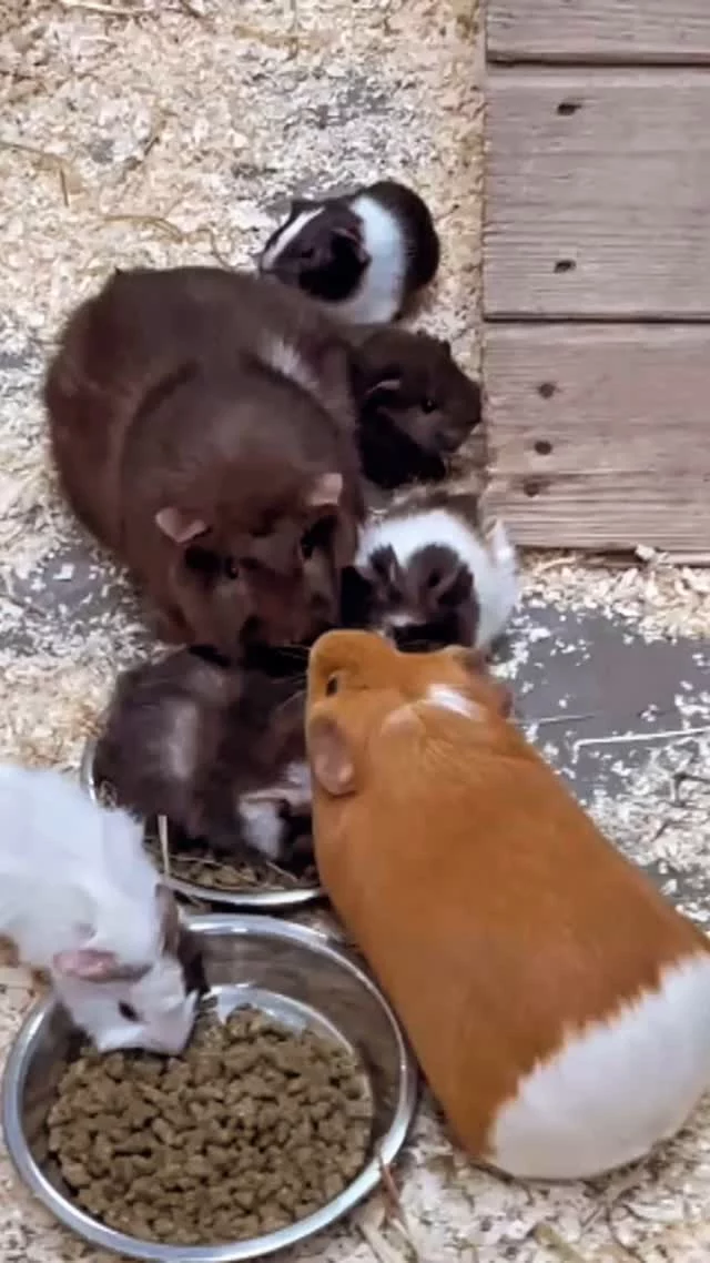 These baby Guinea Pigs are such time wasters, we could watch them all day 😍
#littleowlfarmpark #farmpark #guineapigs #cutenessoverload #familytime #daysoutwiththekids #easter #visitworcestershire